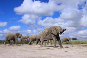 Elephants 
